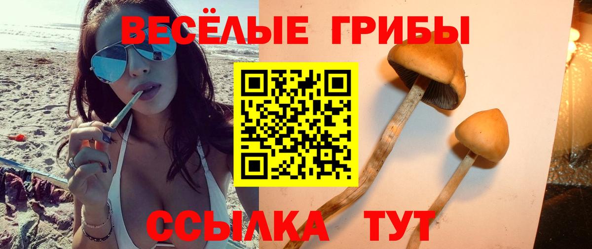 Псилоцибиновые грибы Psilocybe Кудрово